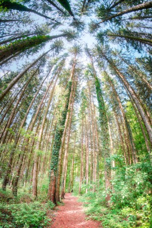 Wald Sommer 6649 HDR