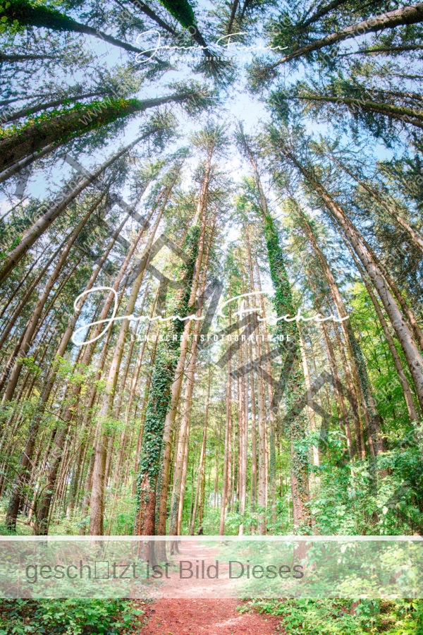 Wald Sommer 6649 HDR