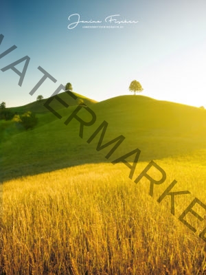 Schweiz Bäume 0032a-2