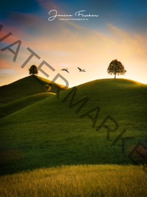 Schweiz Bäume mit Gänsen 0089
