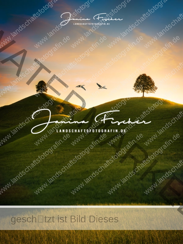 Schweiz Bäume mit Gänsen 0089