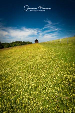 Schweiz Almwiese 0186-2