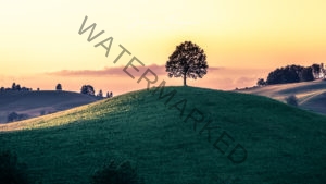 Schweiz Bergbaum 0241-8