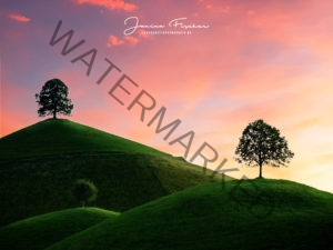 Schweiz 3 Bäume 0410e1