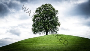 Schweiz Bergbaum 9785