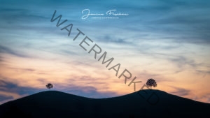 Schweiz Bäume Sonnenuntergang 9879-2-1