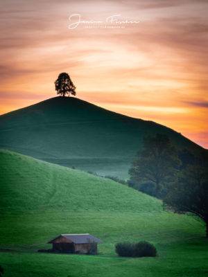 Schweiz Baum 9896-2-2