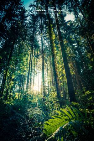 Waldspaziergang 0440-2