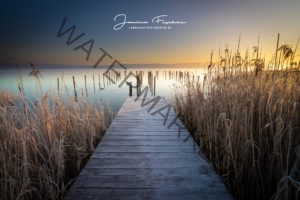 Schilf am See Sonnenaufgang-3764