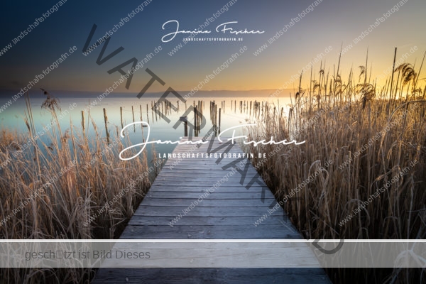 Schilf am See Sonnenaufgang-3764