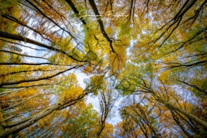 Wald-Herbst-Gilching-9163