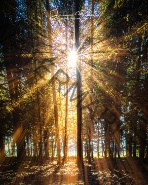 Gilchinger Wald 5574s