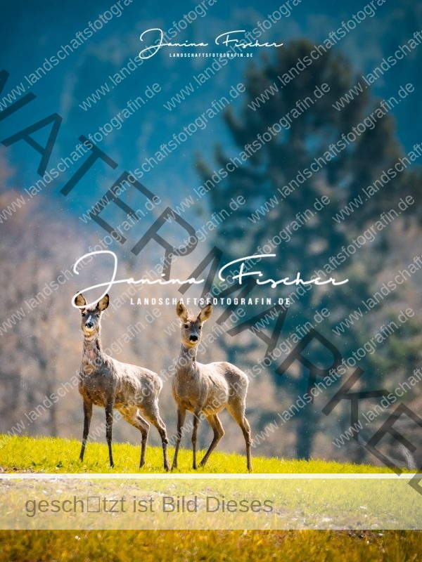 Rehe-7119