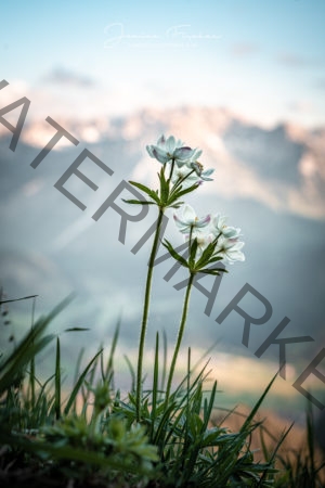 Alpenblumen 3290