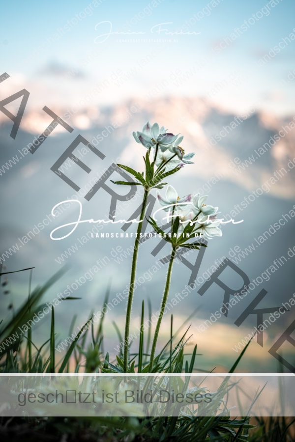 Alpenblumen 3290