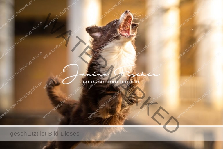 Sony Alpha Days 2022 – Janina Fischer – Hunde Fotografie Hund mit Frisbee