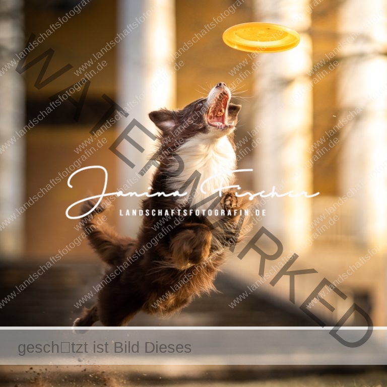Sony Alpha Days 2022 – Janina Fischer – Hunde Fotografie Hund mit Frisbee
